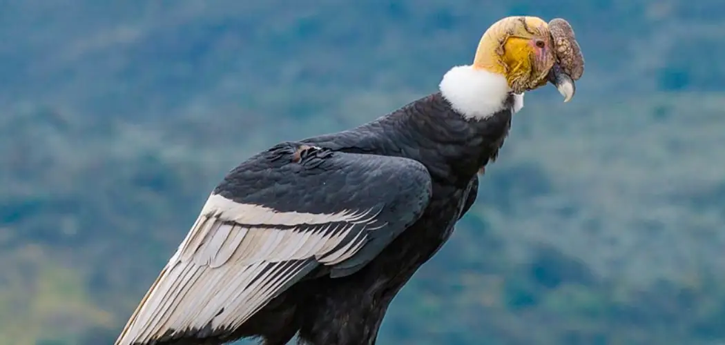 Biodiversity of the Inca Trail