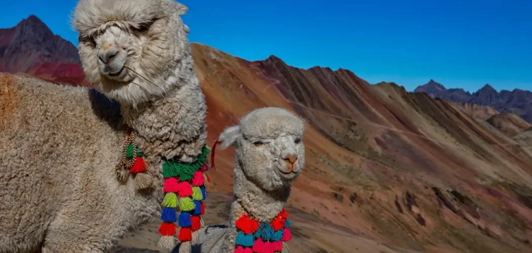 Fauna and Flora in Vinicunca