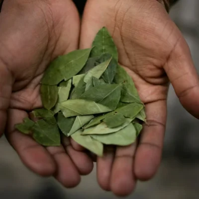 Coca Leaves for Altitude Sickness: Natural Relief in the Andes