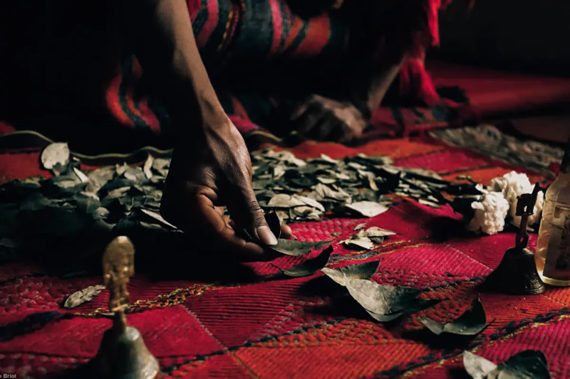 Wildlife In Machu Picchu