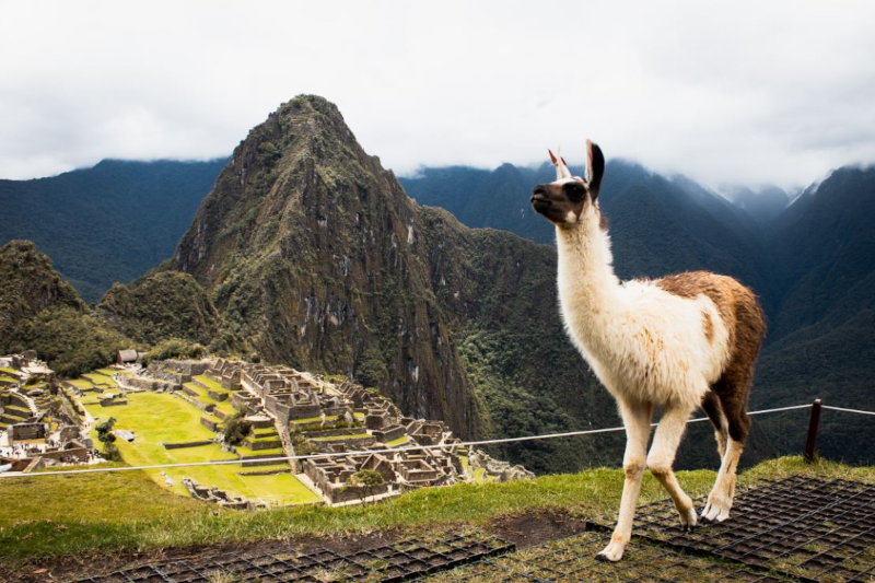 Wildlife In Machu Picchu